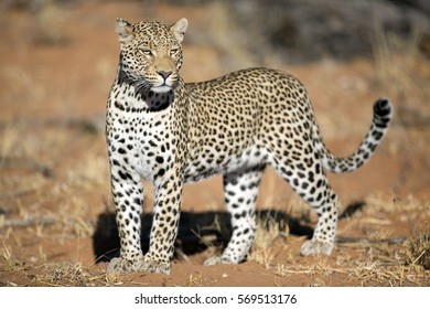 Leopard In Morning Light