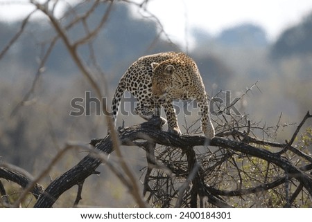Leopard, nationalparc, sout africa, kruger