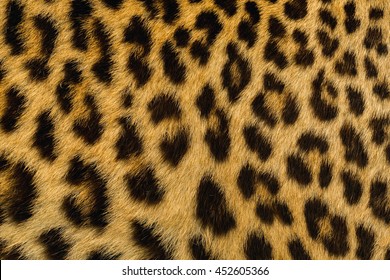 Leopard And Ocelot Skin Texture.