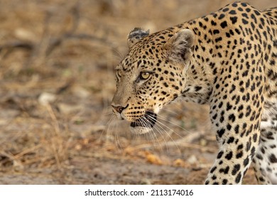 Leopard in the Okavango Delta, Botswana