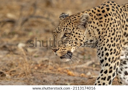 Leopard in the Okavango Delta, Botswana