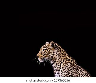 Leopard On Black Background