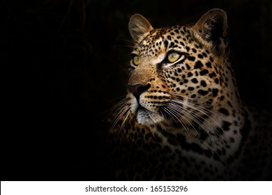 Leopard on Black Background