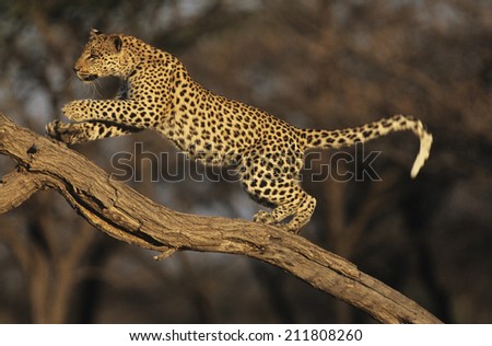 Leopard on Branch