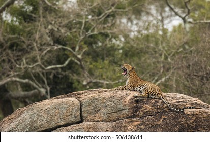 Leopard On Rock Yala National Park Sri Lanka