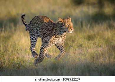 Leopard On The Run 