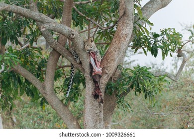 Leopard on the tree 