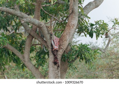 Leopard on the tree 