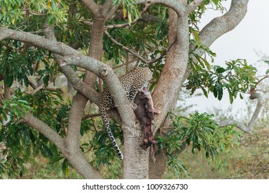 Leopard on the tree 