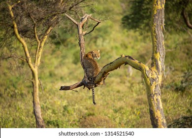 Leopard on the tree