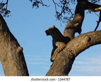 Leopard on the tree