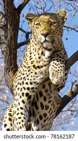 leopard on a tree