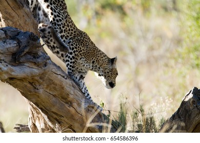 leopard on a tree of the moremi reserve in botswana