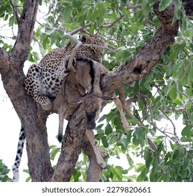 Leopard on a tree with prey - Botswana