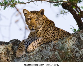 Leopard on the tree. Tanzania. Serengeti.
