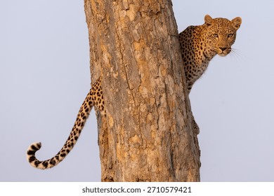 leopard on a tree trunk