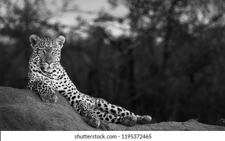 Leopard On A Vantage Point Black And White