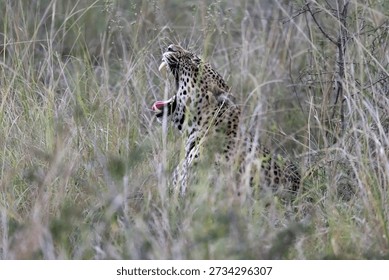 Leopard open mouth show sharp jaws