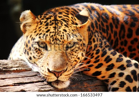 leopard panther resting  relax on tree