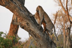 Leopard, Panthera Pardus, Adult Standing In Tree, With A Kill, Moremi Reserve, Okavango Delta In Botswana
