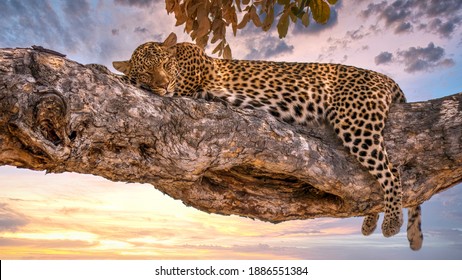 A leopard (Panthera pardus) asleep on a tree branch in Botswana, with the sun setting in the background. In Savute, Chobe National Park.