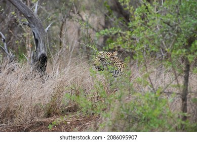 Leopard, Panthera Pardus, A Big Predator And African Wild Cat Stalking Through High Grass, Being Perfectly Camouflaged