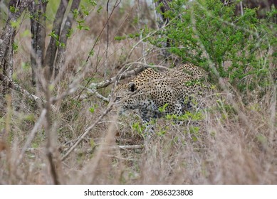 Leopard, Panthera Pardus, A Big Predator And African Wild Cat Stalking Through High Grass, Being Perfectly Camouflaged