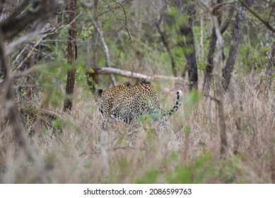 Leopard, Panthera Pardus, A Big Predator And African Wild Cat Stalking Through High Grass, Being Perfectly Camouflaged