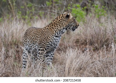 Leopard, Panthera Pardus, A Big Predator And African Wild Cat Stalking Through High Grass, Being Perfectly Camouflaged