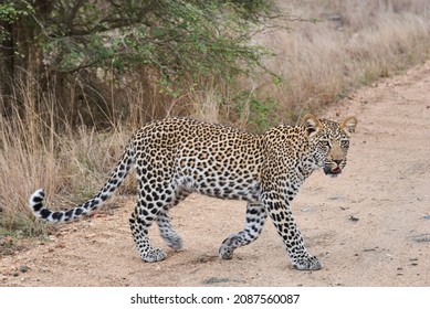 Leopard, Panthera Pardus, A Big Predator And African Wild Cat Stalking Through High Grass, Being Perfectly Camouflaged