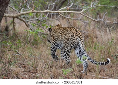 Leopard, Panthera Pardus, A Big Predator And African Wild Cat Stalking Through High Grass, Being Perfectly Camouflaged