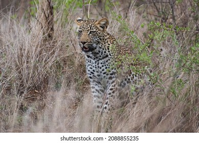 Leopard, Panthera Pardus, A Big Predator And African Wild Cat Stalking Through High Grass, Being Perfectly Camouflaged