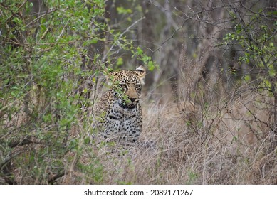 Leopard, Panthera Pardus, A Big Predator And African Wild Cat Stalking Through High Grass, Being Perfectly Camouflaged