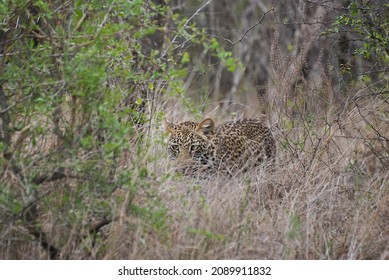 Leopard, Panthera Pardus, A Big Predator And African Wild Cat Stalking Through High Grass, Being Perfectly Camouflaged