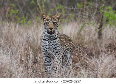 Leopard, Panthera Pardus, A Big Predator And African Wild Cat Stalking Through High Grass, Being Perfectly Camouflaged