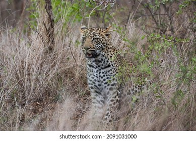 Leopard, Panthera Pardus, A Big Predator And African Wild Cat Stalking Through High Grass, Being Perfectly Camouflaged