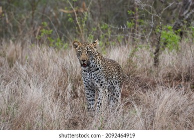 Leopard, Panthera Pardus, A Big Predator And African Wild Cat Stalking Through High Grass, Being Perfectly Camouflaged