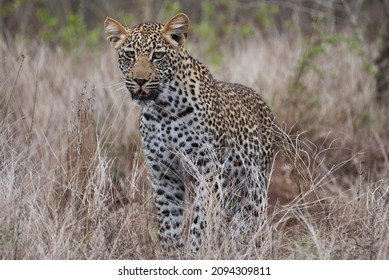 Leopard, Panthera Pardus, A Big Predator And African Wild Cat Stalking Through High Grass, Being Perfectly Camouflaged