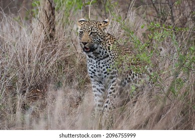 Leopard, Panthera Pardus, A Big Predator And African Wild Cat Stalking Through High Grass, Being Perfectly Camouflaged