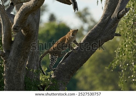 Leopard (Panthera pardus) climbing a tree in South Luangwa National Park, Zambia