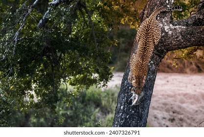 A leopard, Panthera pardus, climbs down a tree with a dead vervet monkey, Chlorocebus pygerythrus, in its mouth. - Powered by Shutterstock