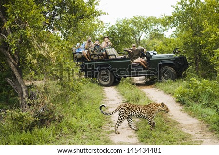 Leopard (Panthera pardus) crossing road with tourists in jeep in background