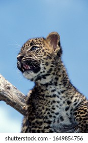 Leopard, Panthera Pardus, Cub  Blu Sky