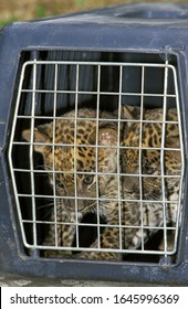 Leopard, Panthera Pardus, Cub In Cage  