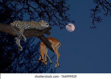 Leopard (Panthera pardus) with his prey antelope on a tree in Serengeti National Park on night sky background with the moon. Africa