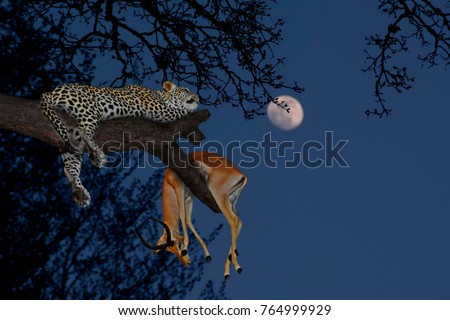 Leopard (Panthera pardus) with his prey antelope on a tree in Serengeti National Park on night sky background with the moon. Africa