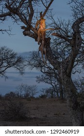 Leopard, Panthera pardus, with an impala kill, Aepyceros melampus, high in a tree at dusk.