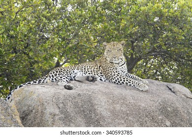 Leopard (Panthera pardus) lying down on rock, looking at camera, Serengeti national park, Tanzania.
