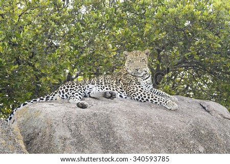 Leopard (Panthera pardus) lying down on rock, looking at camera, Serengeti national park, Tanzania.