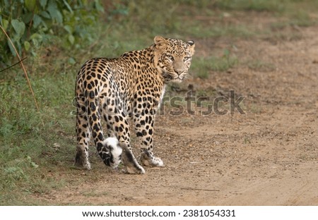 Leopard - Panthera pardus on the road at Sariska Tiger Reserve at Alwar District, Rajasthan in India.